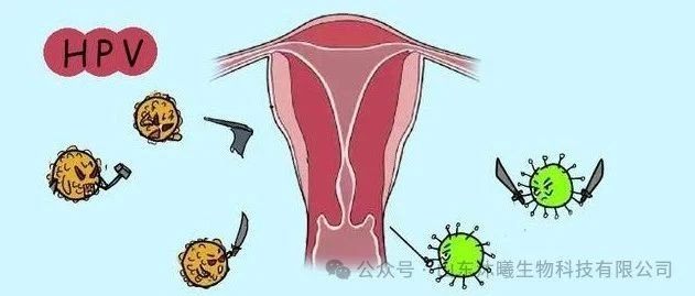 8成女性感染过HPV揭秘HPV感染，女性健康的新挑战——以8成女性感染过HPV为视角