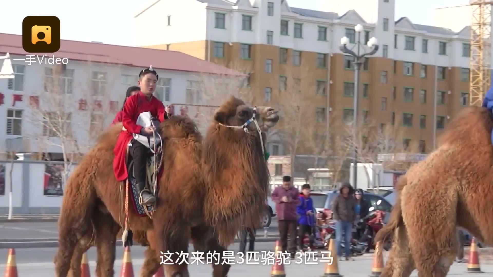 学生持证骑骆驼上学独特上学方式，学生持证骑骆驼上学