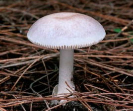 误食毒蘑菇该怎么办误食毒蘑菇怎么办？全面解析应对措施