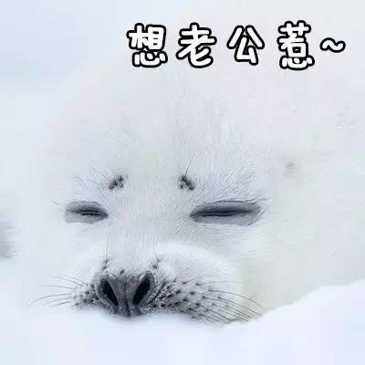 把海豹拉出来表情包海豹表情包大放送，逗趣可爱拉你开心！